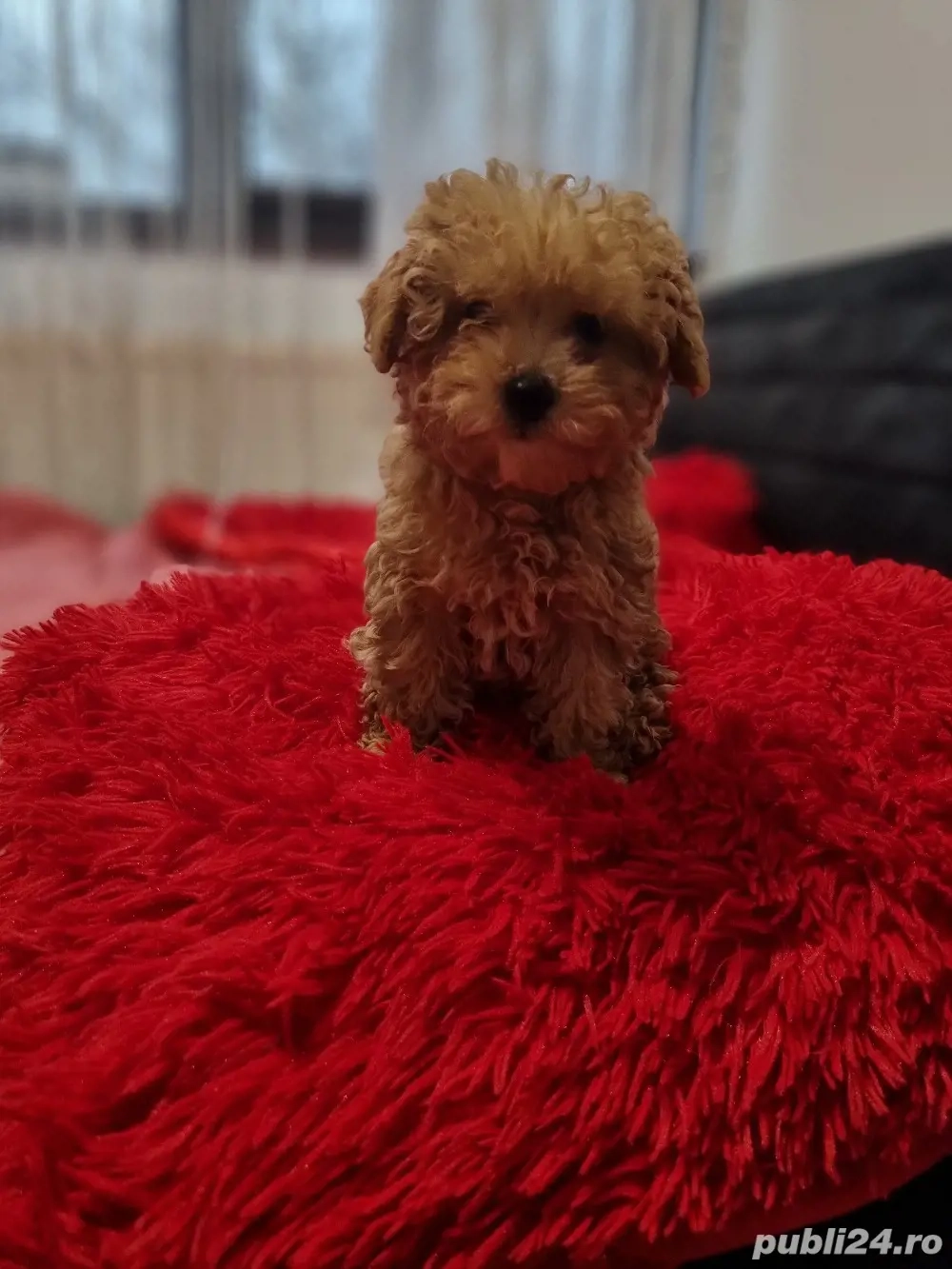 Fetita pudel mini toy