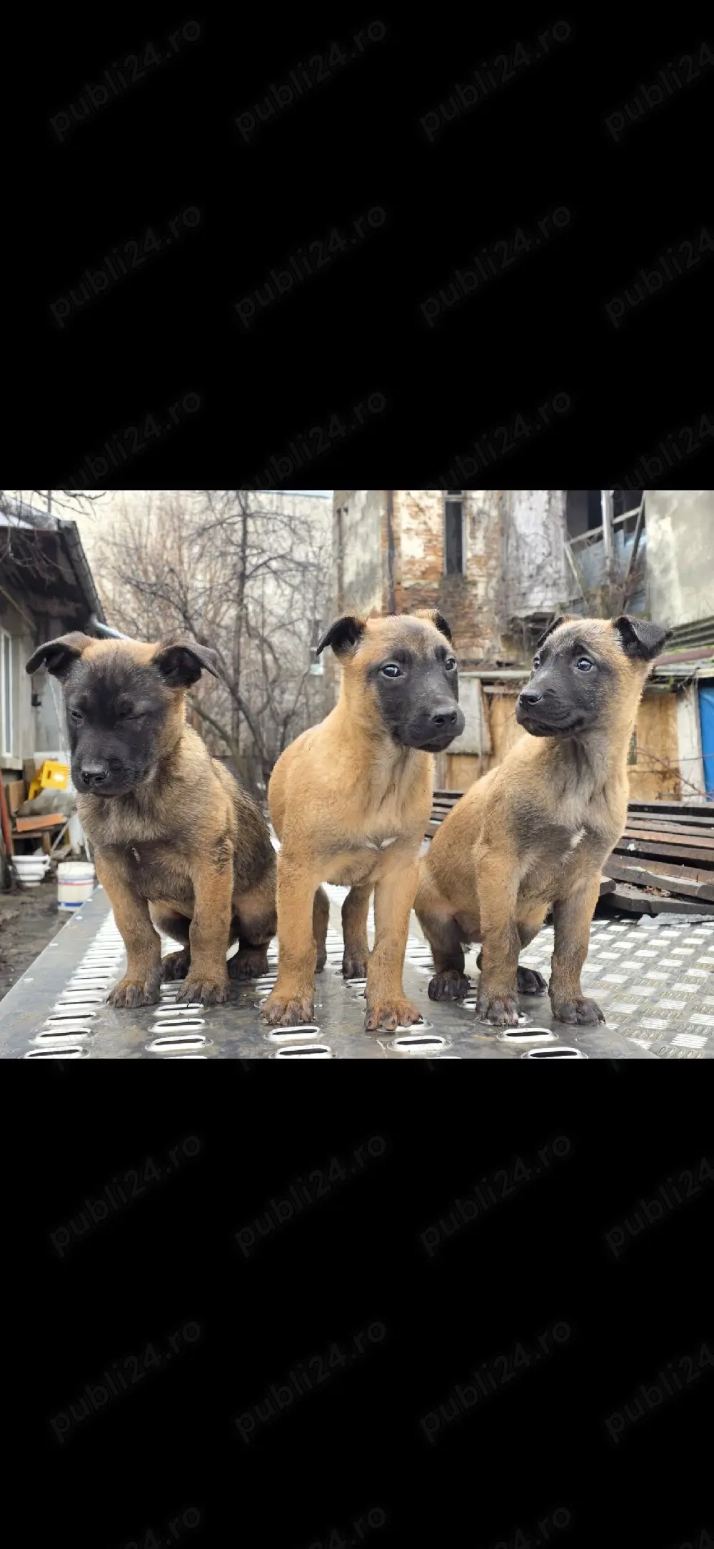 Belgian Malinois cauta noi stapani