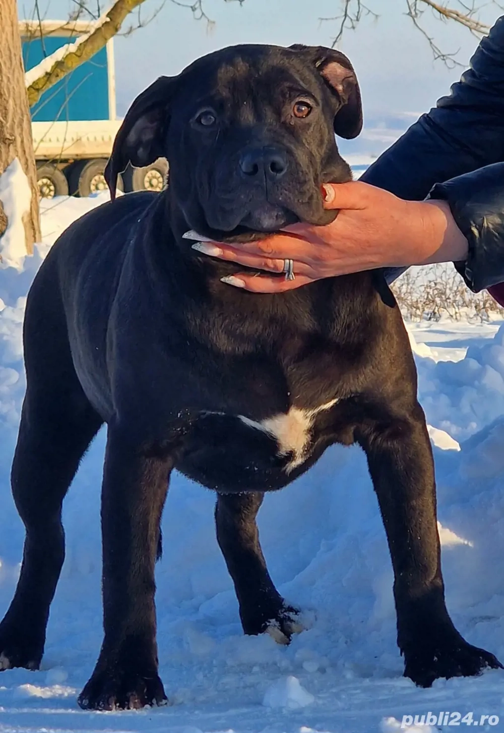 Vand catei American Bully xl 