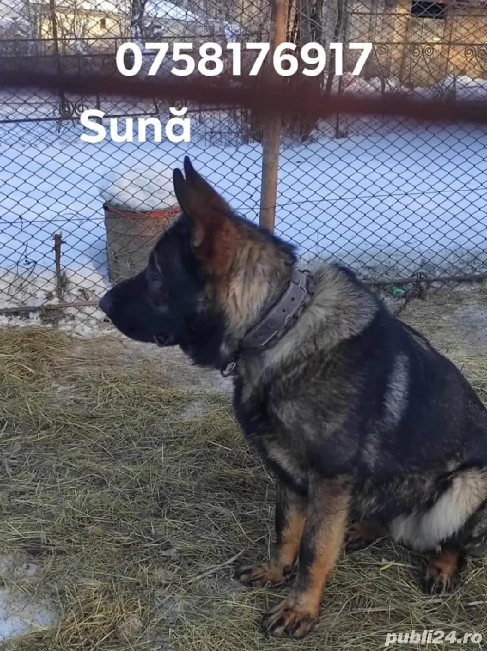 Mascul ciobanesc german linie lucru