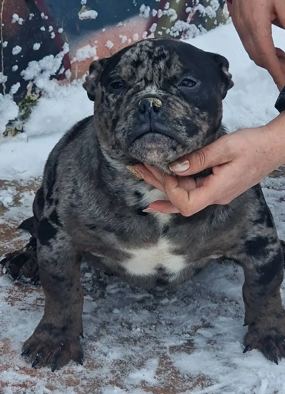 Vand american bully micro 