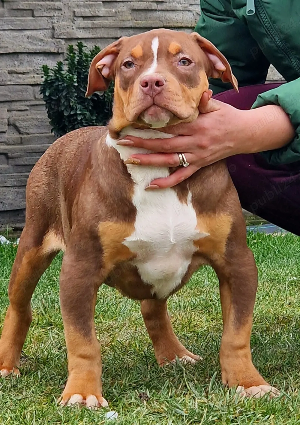 Vand American Bully xl 