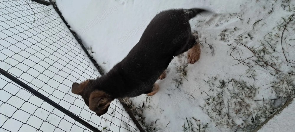 Vând pui ciobănesc german 