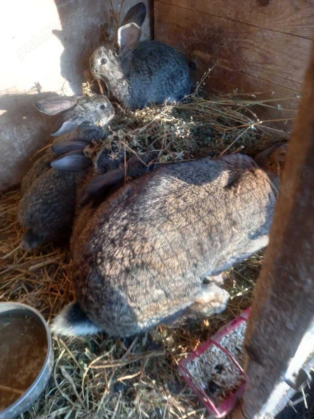 Vand iepuri uriasi german