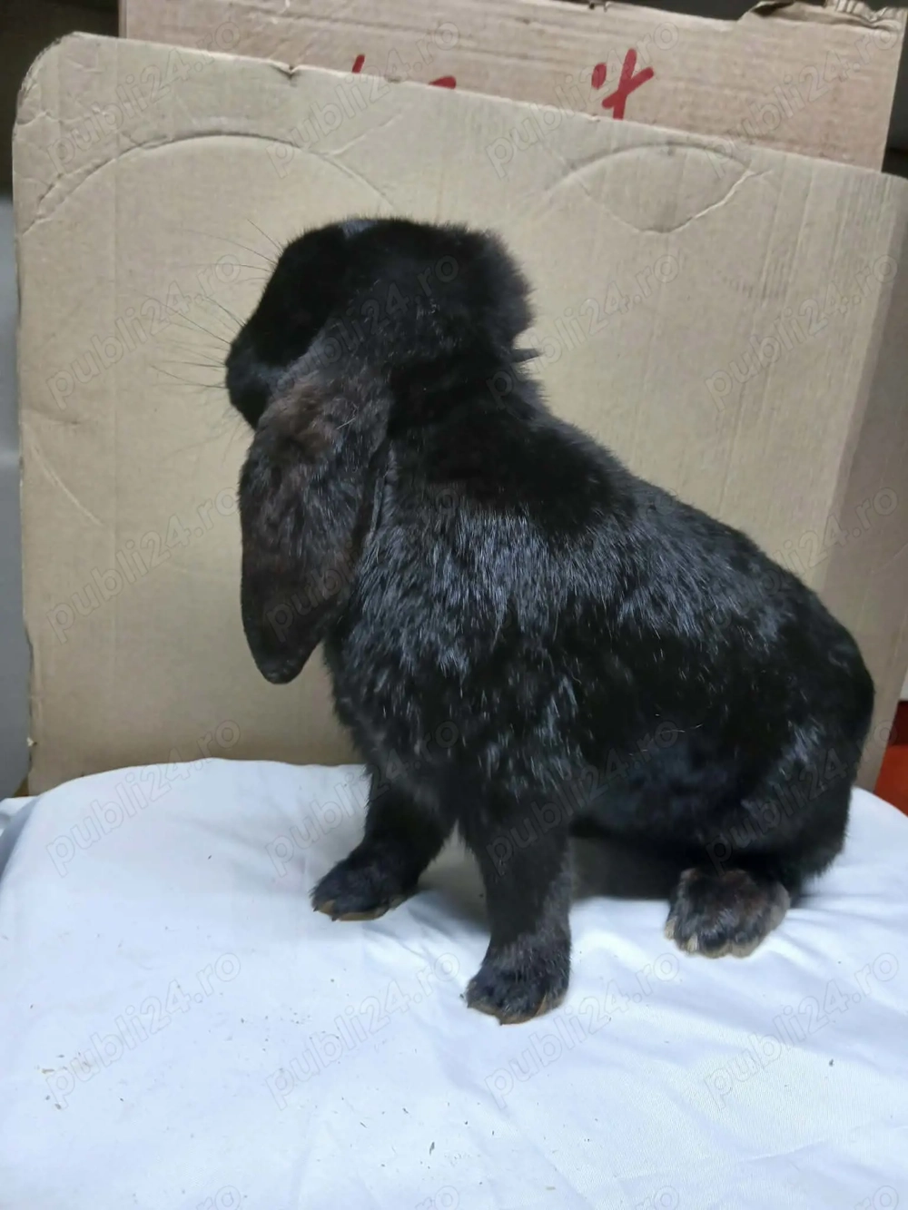 Vand iepuri rasa Berbec German