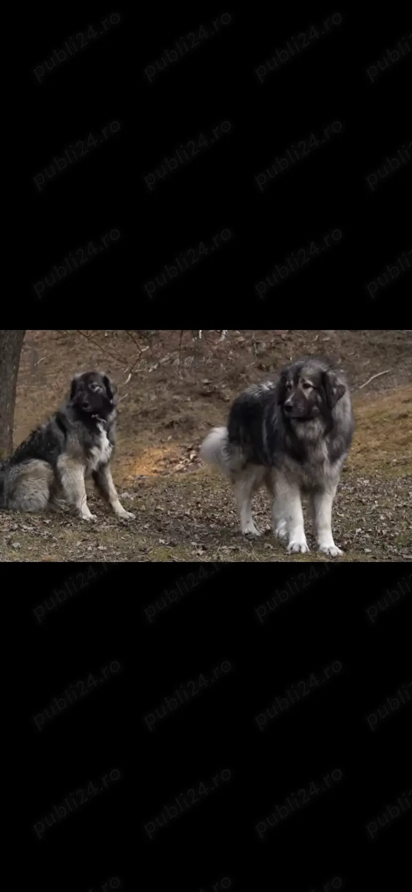 Căței Ciobănesc romanesc carpatin 