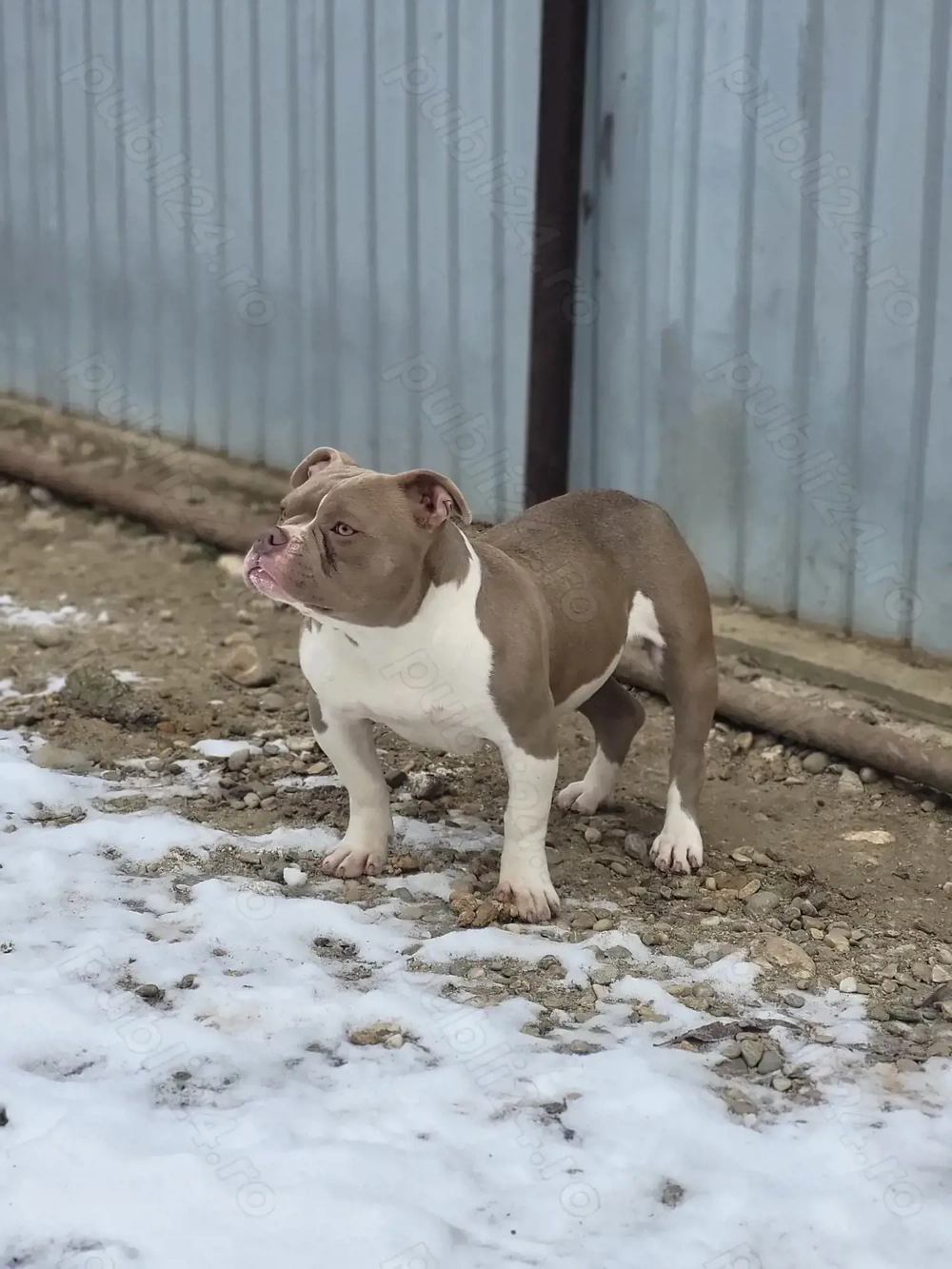 American bully pocket 