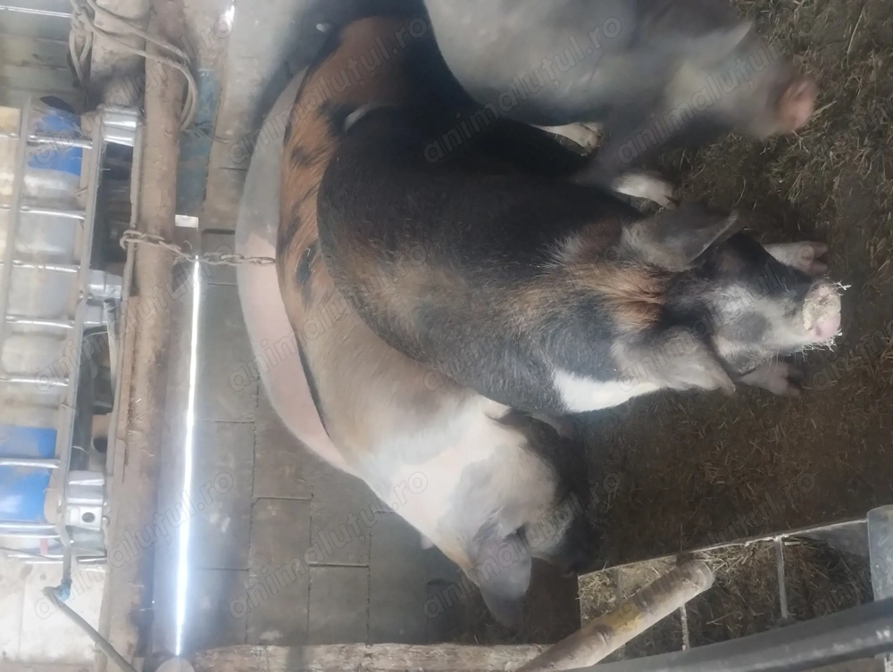 De vânzare 3 porci mari