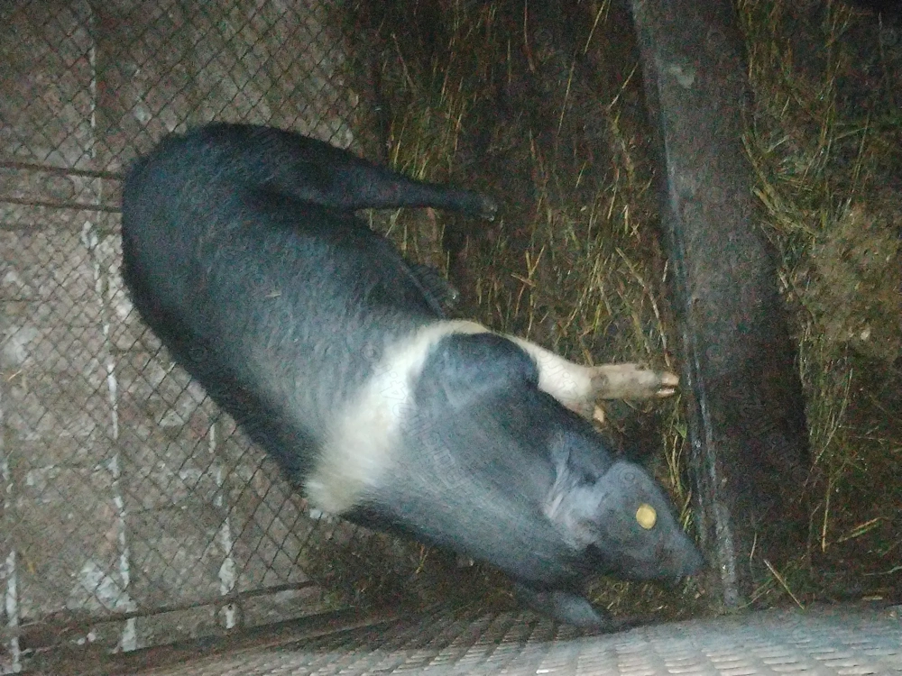 Disponibilă scrofița bazna 