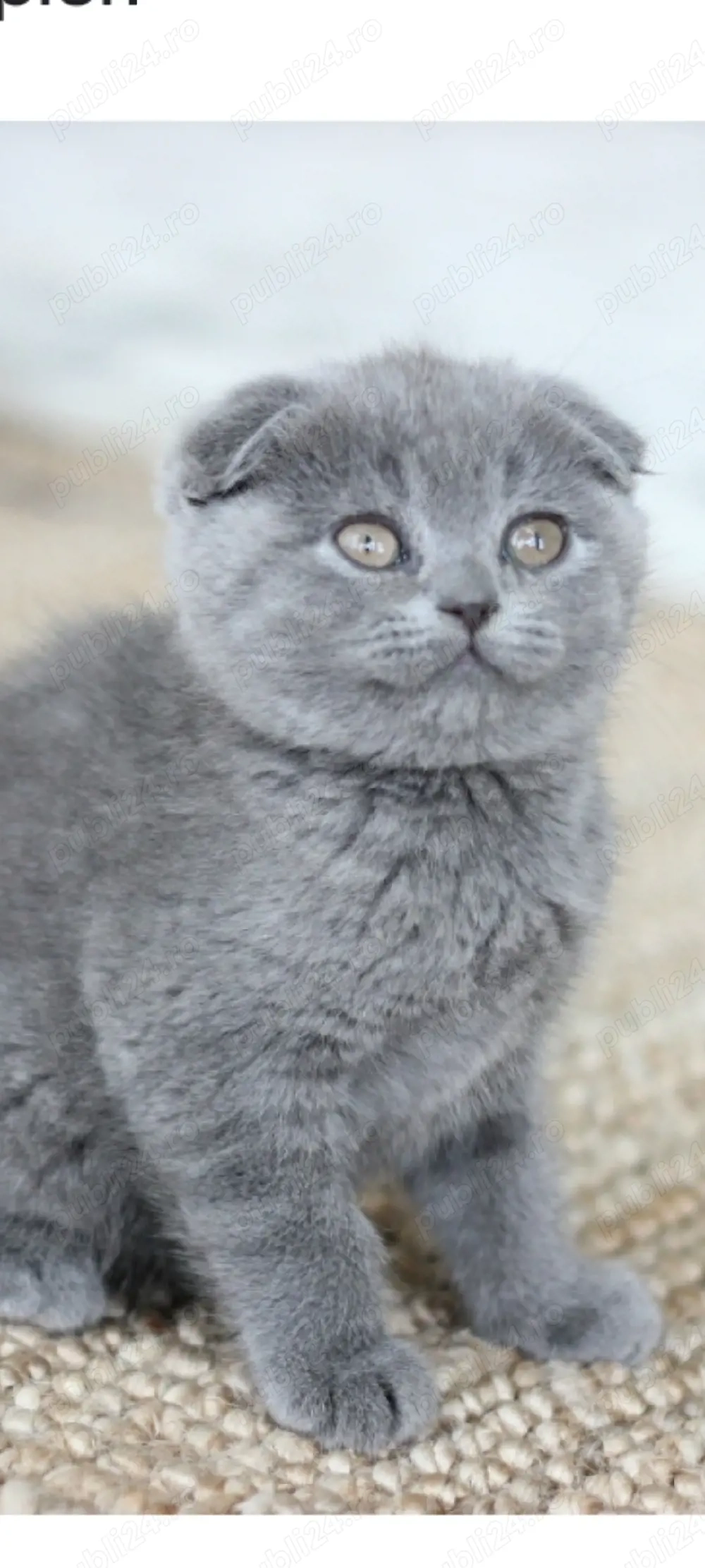 scottish fold!!!asiguram transport!!!