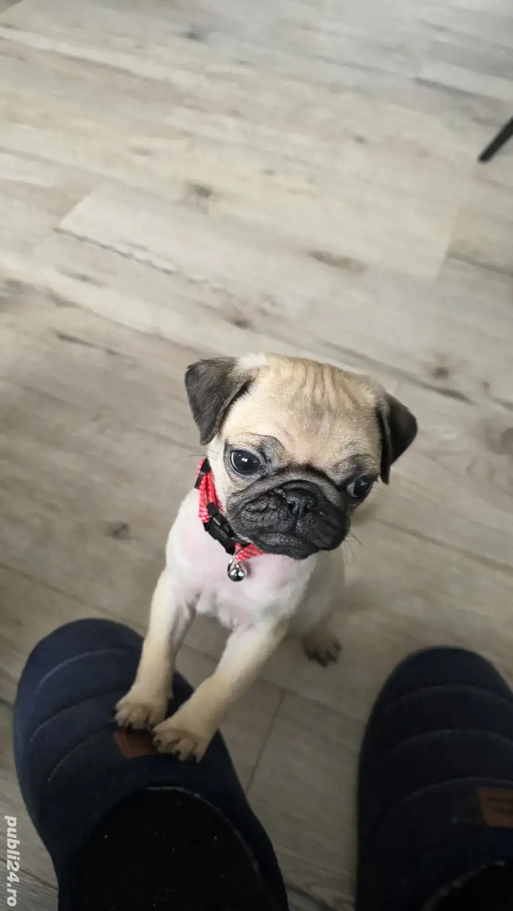 Pui Pugs   Mobs 8 saptamani 