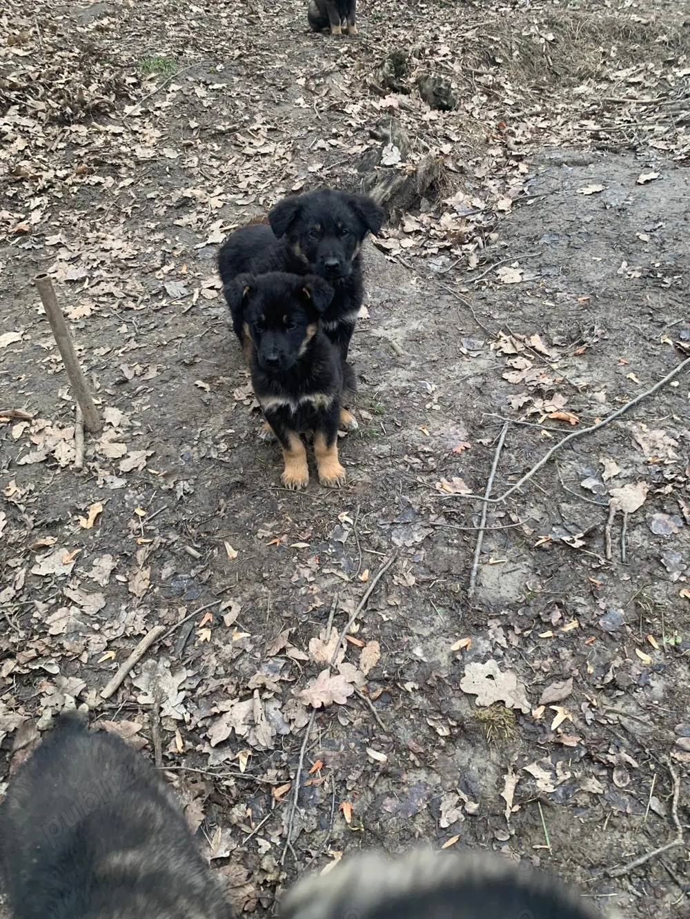 Catei ciobanesti germani