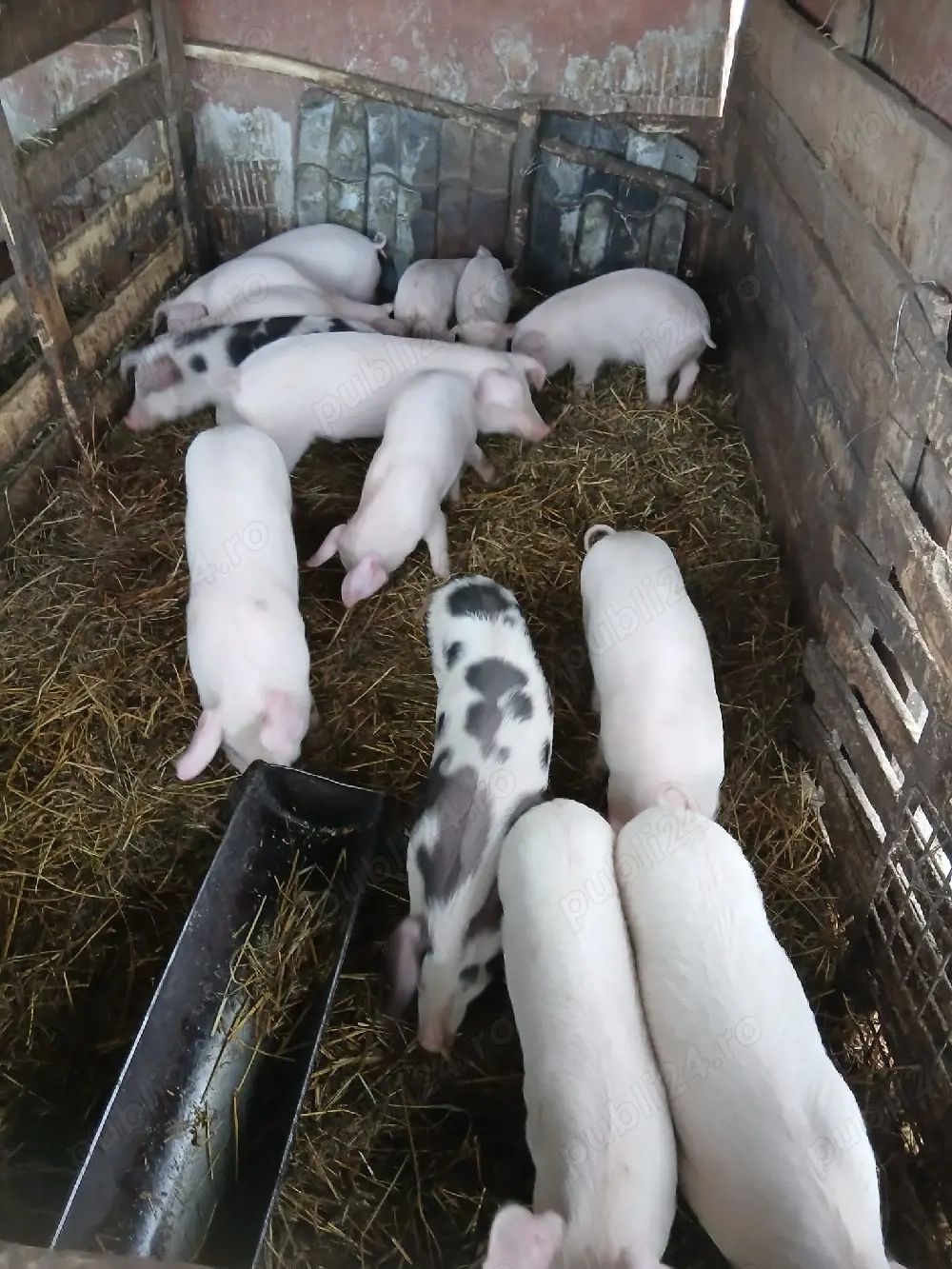 De Vânzare purcei 14 bucăți 