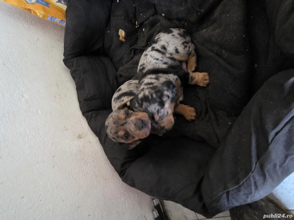 De vanzare pui teckel arlequin