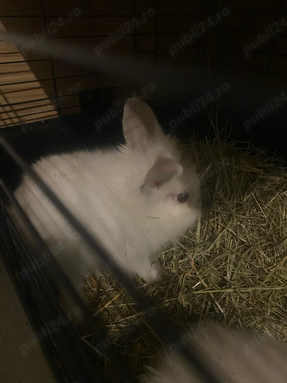 Iepuri Cap de Leu Pitic 