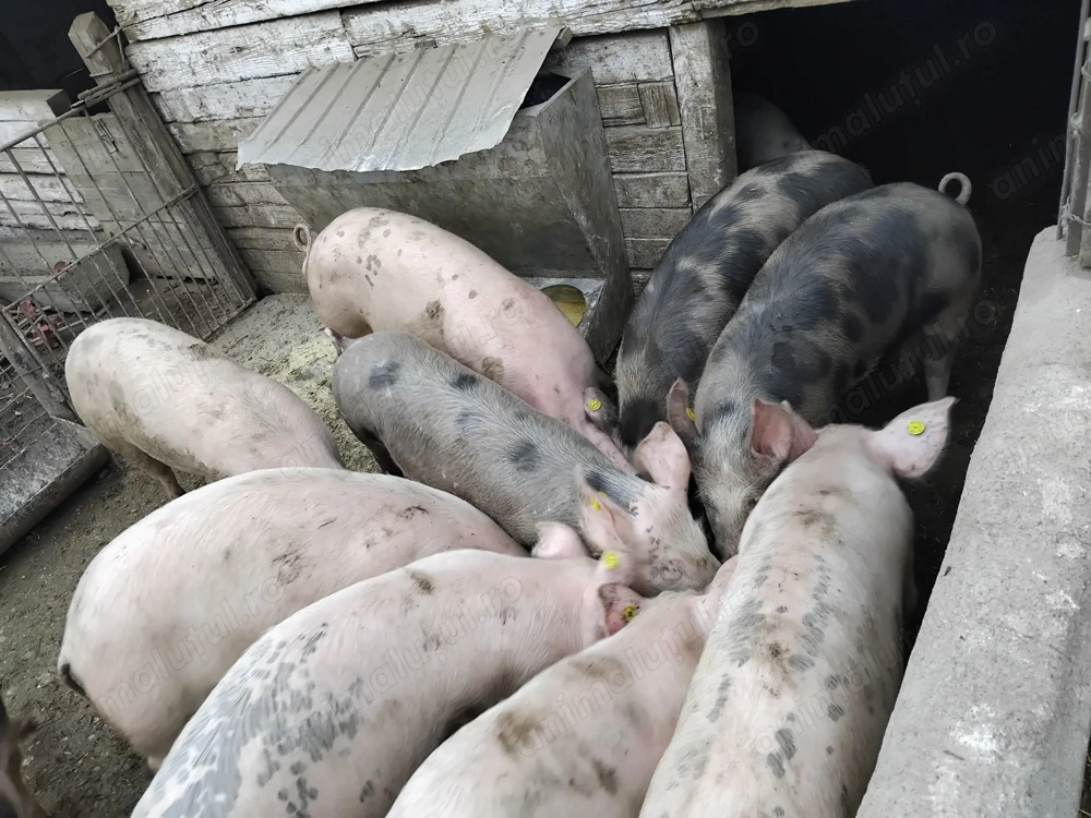 Porci de vânzare, de diferite categorii!