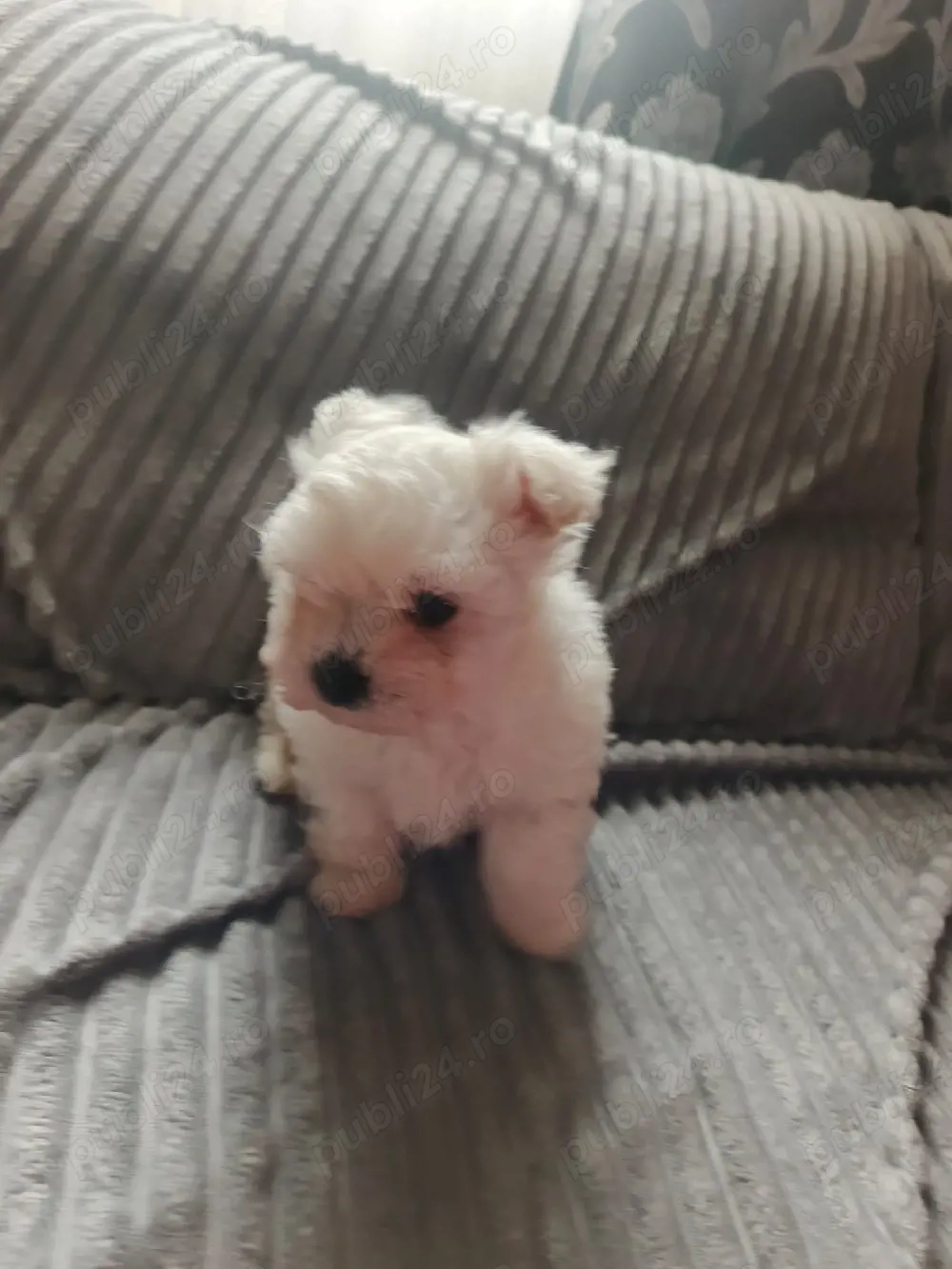 Vand  bishoni maltez 