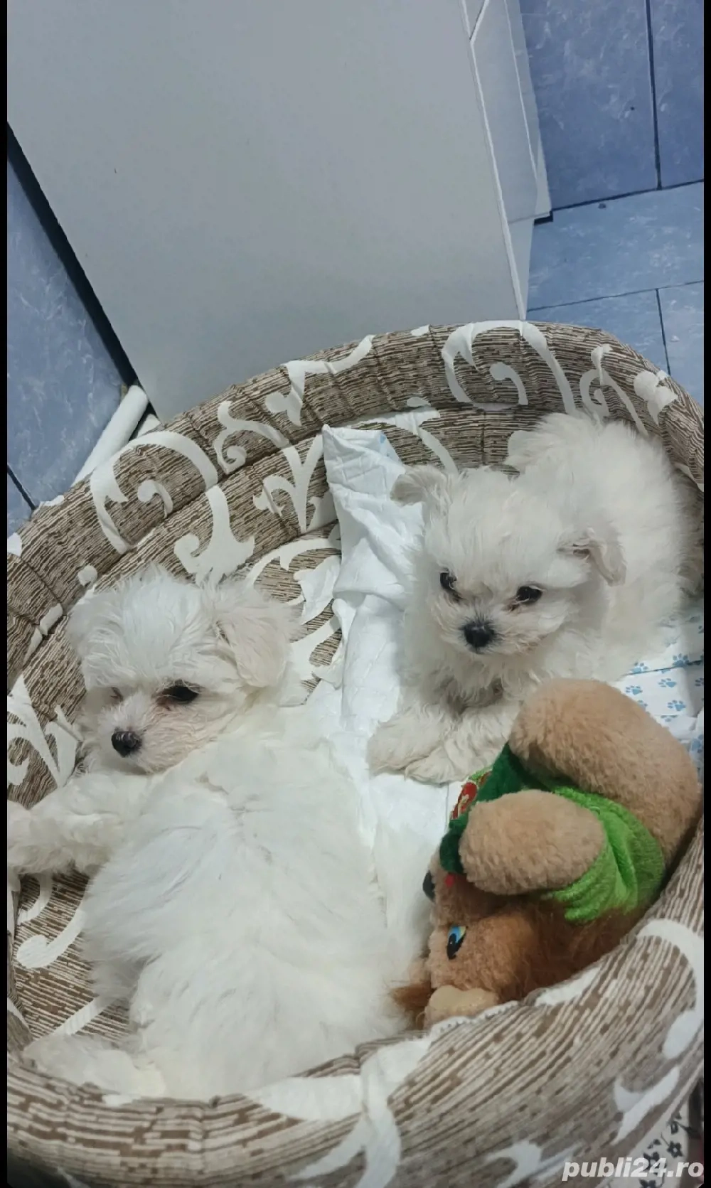 vand bishon maltez original  