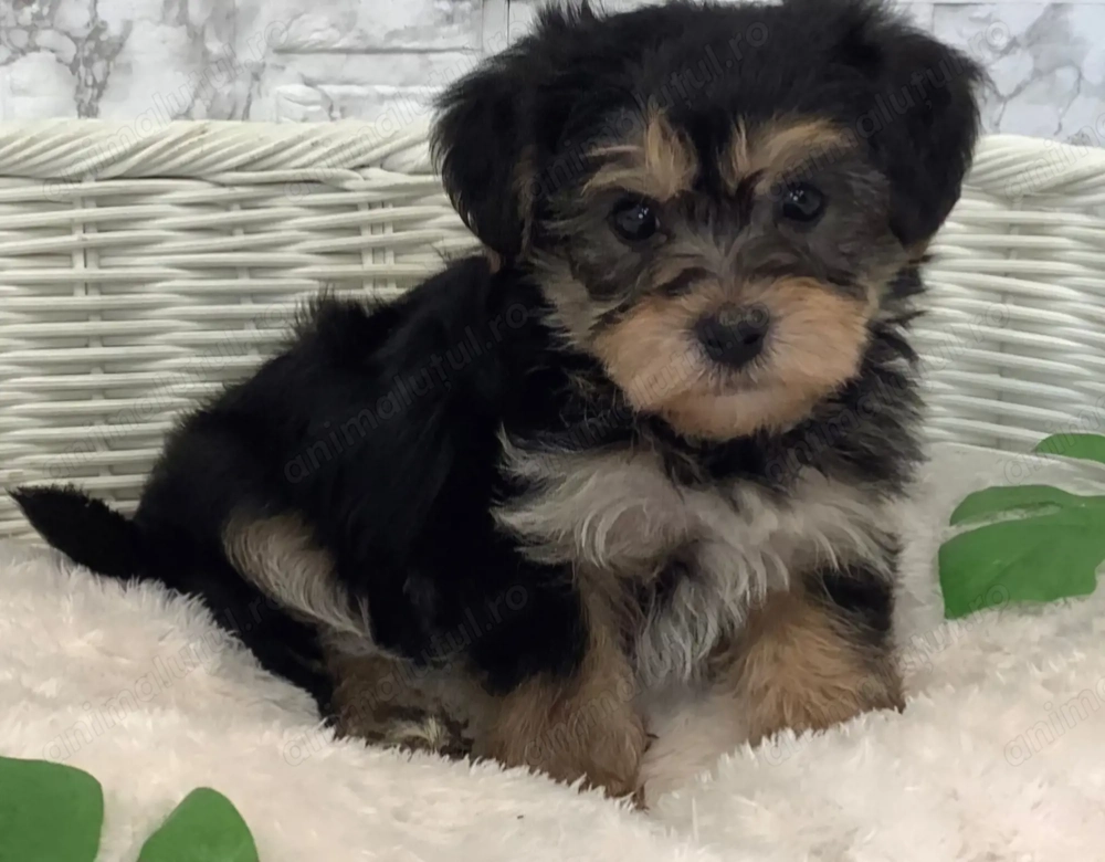 Bichon havanez fetite 450 lei