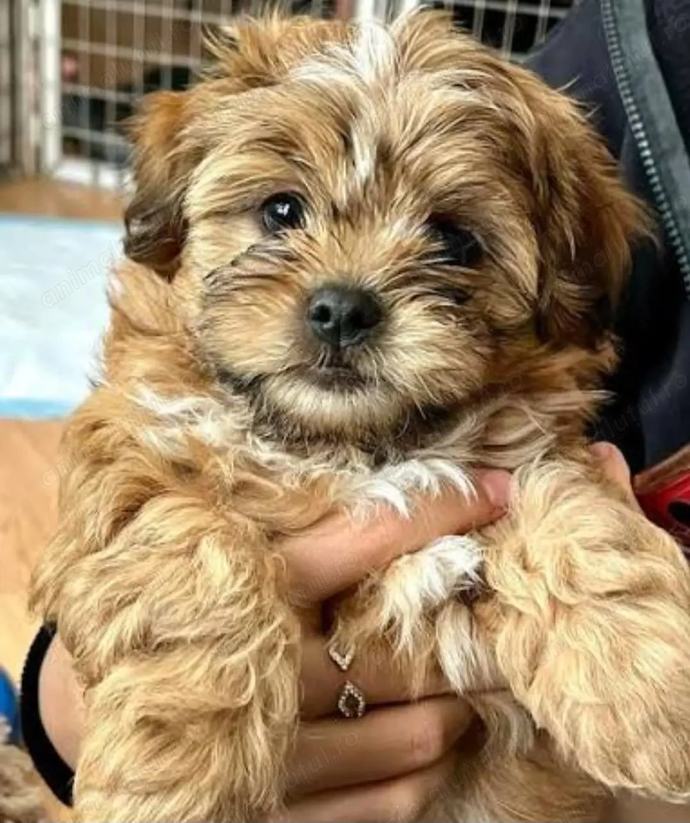 Bichon havanez fetițe