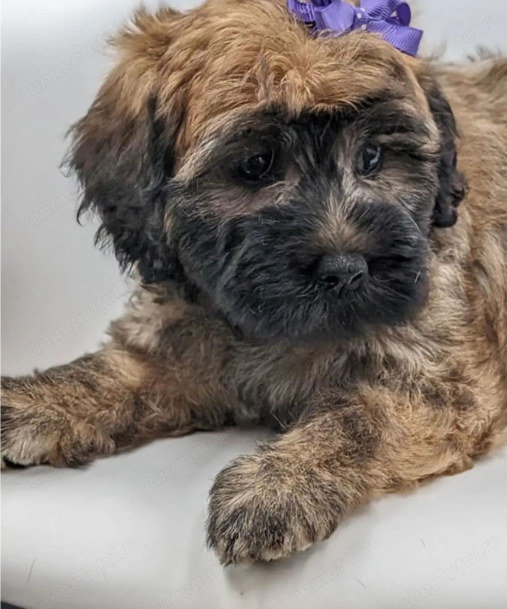 Bichon havanez 450 lei