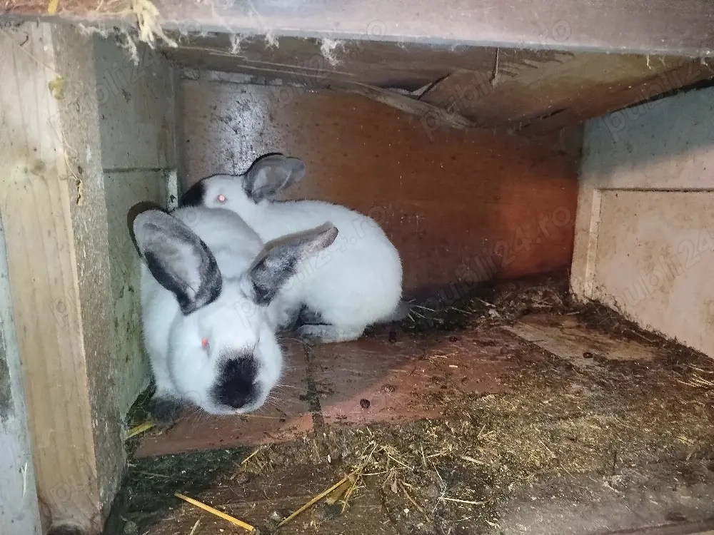 uriaș de Transilvania 