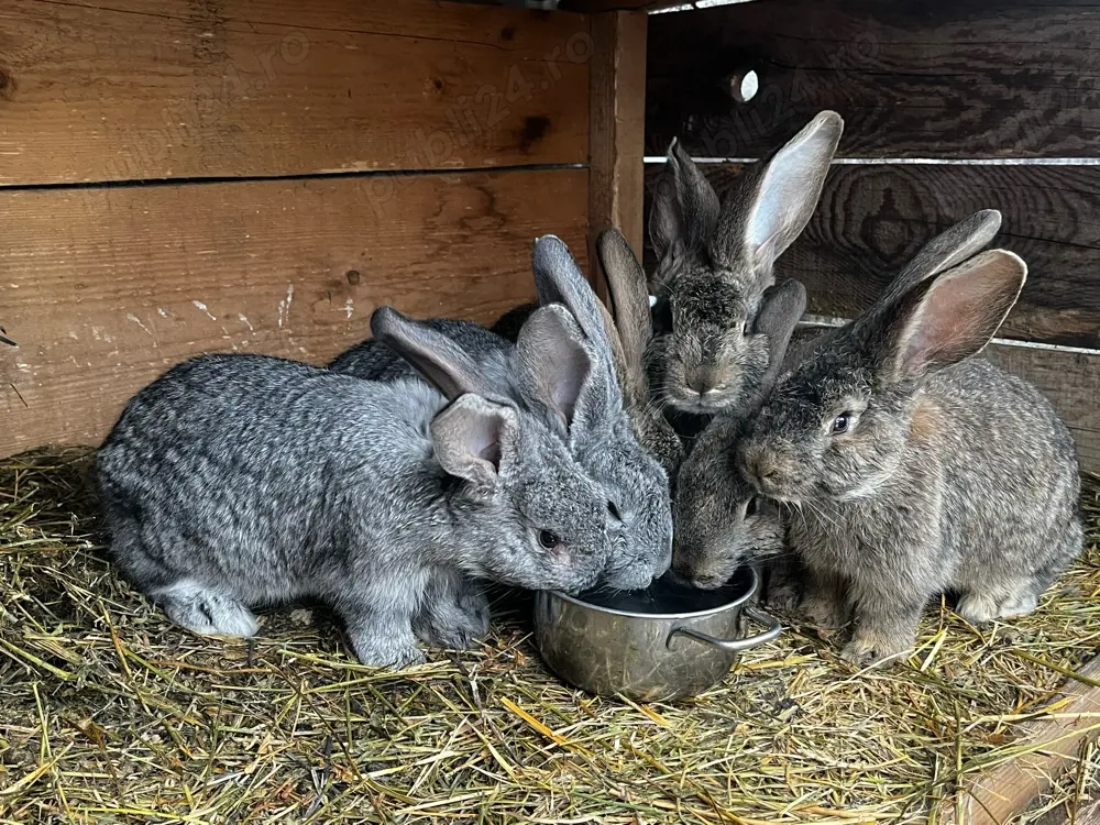 vand iepuri 3 luni urias german 