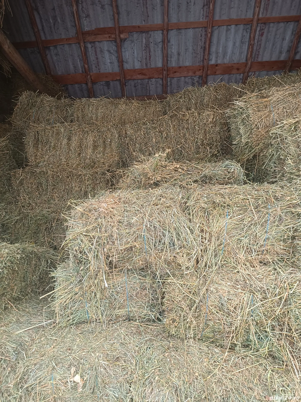 Baloți de fân de vânzare 