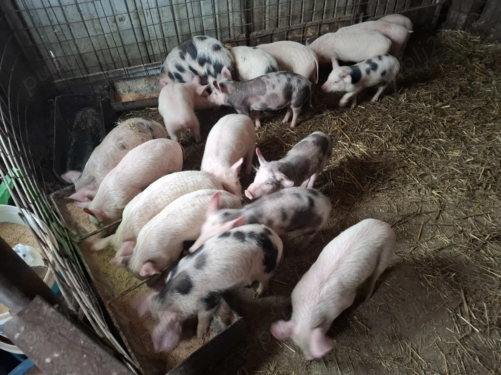 Vand purcei de 11 săptămâni 