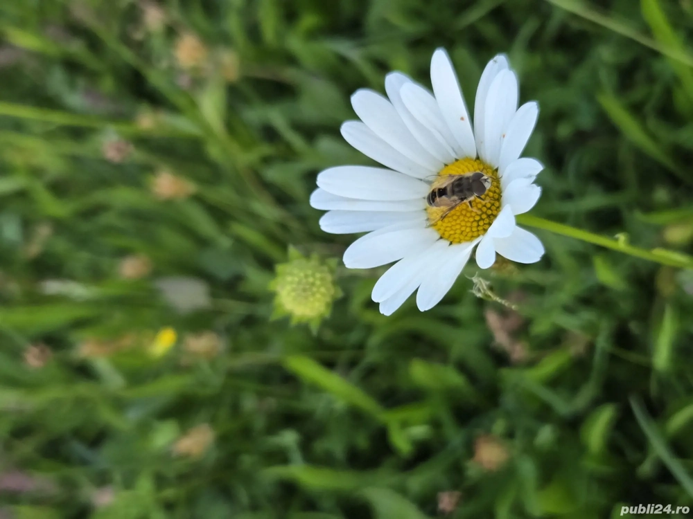 Ap 2cam Vălenii de munte 