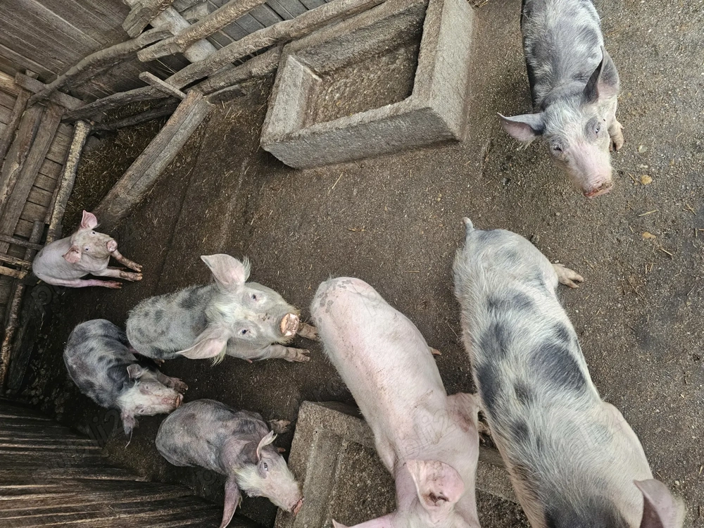 Purcei de vanzare- com. BRATOVOESTI