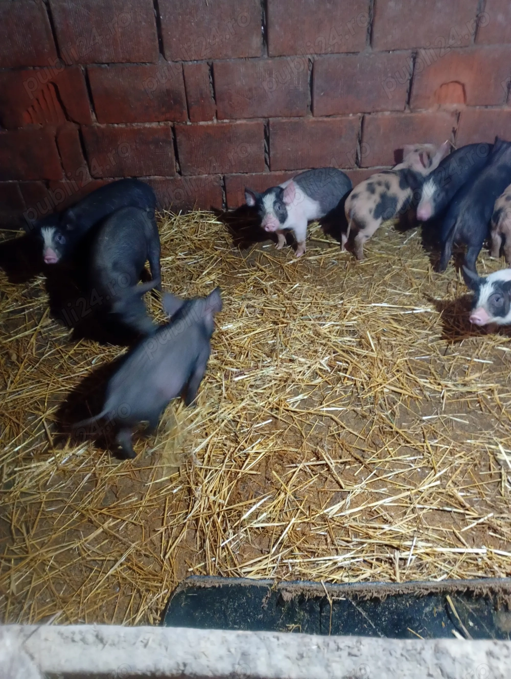 vand purcei bazna cu pietrean 