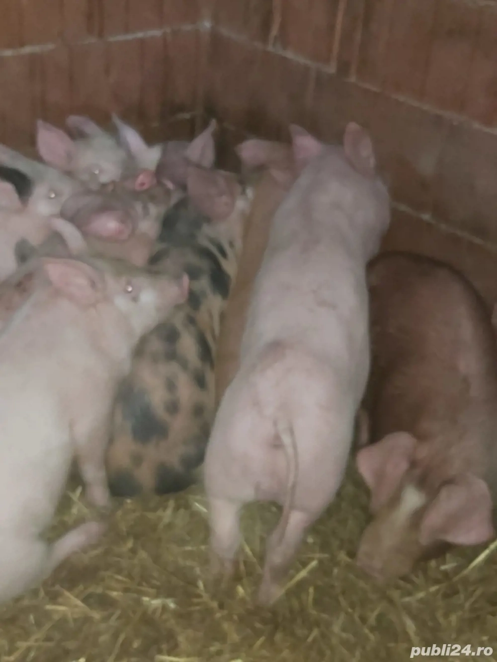 Vand suldei !!!!!!!!!!