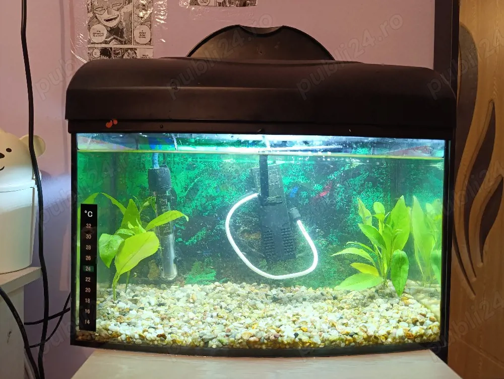 Vând acvariu pești