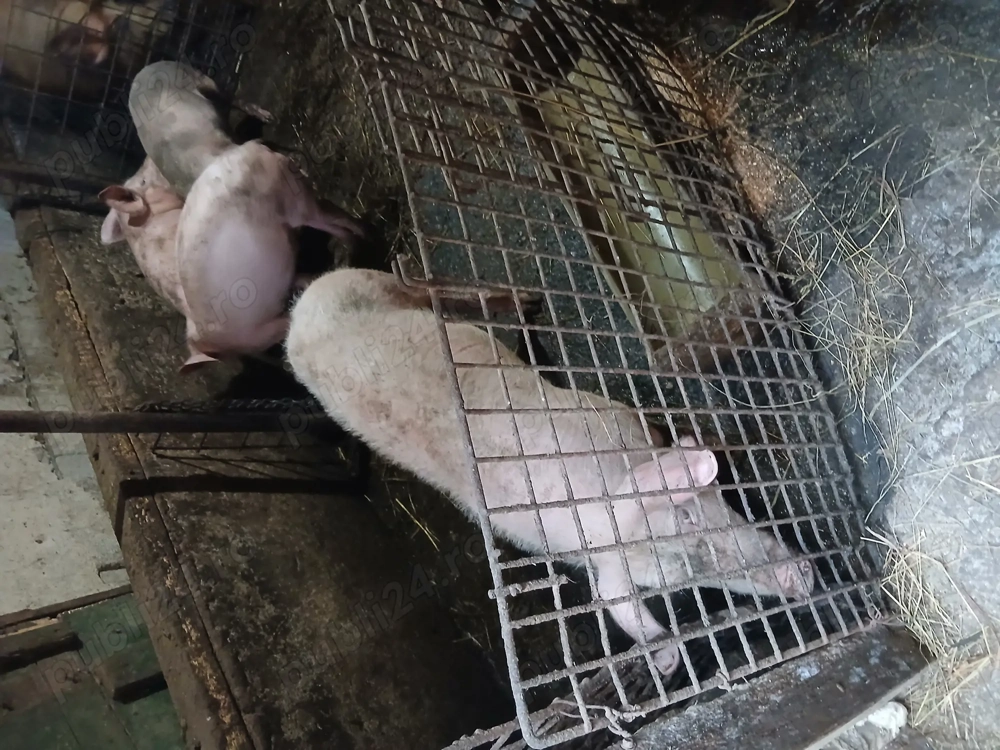 Vand purcei 40-45 de kg detali la nr de tel  