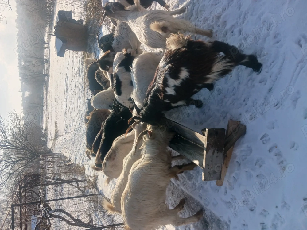 Capre tinere între 1 an și 3 ani