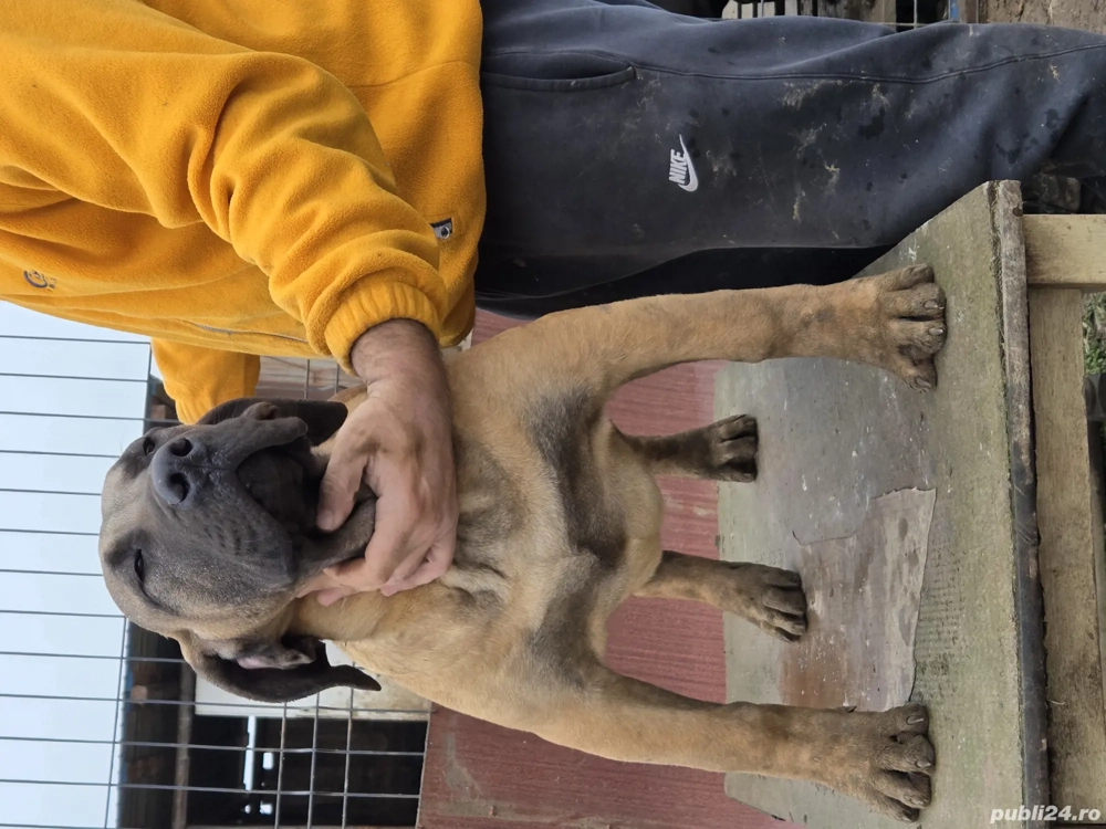 Vand catel presa canario