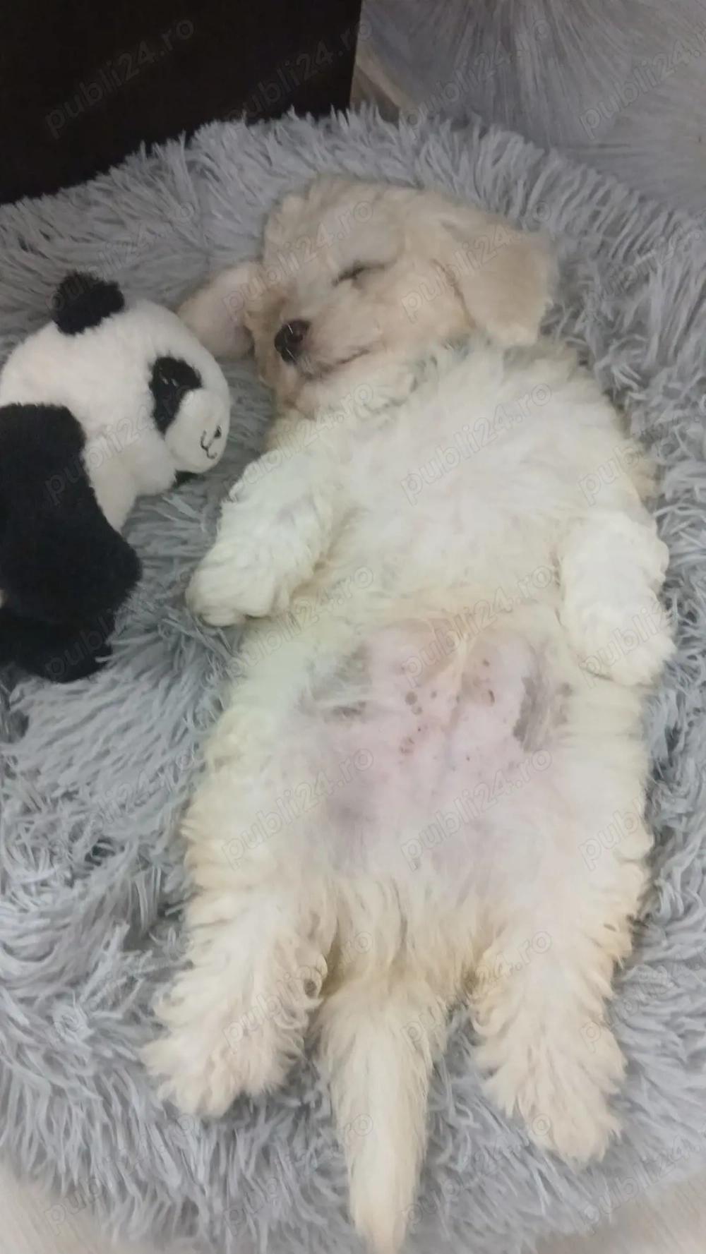 Bichoni maltez foarte jucăuși și dragalasi