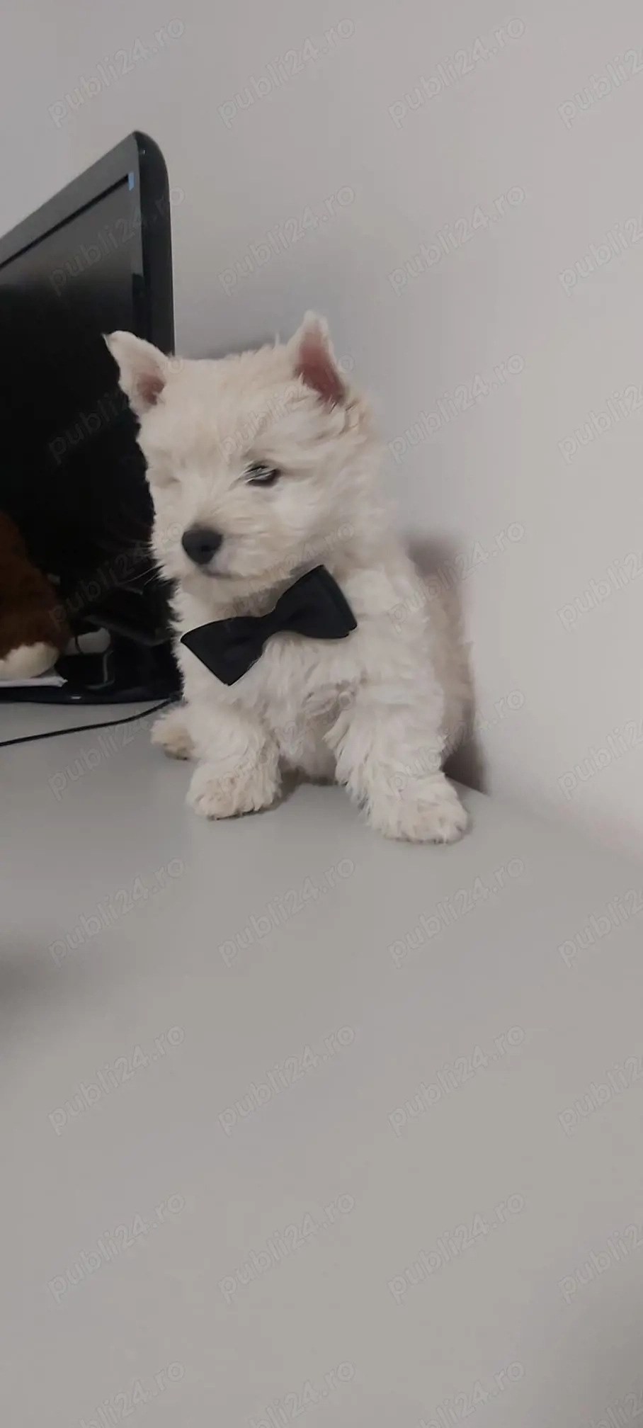 Vand pui westie , west highland white terrier