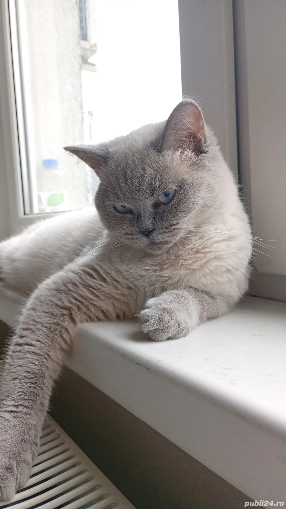 British Shorthair colorpoint femelă 