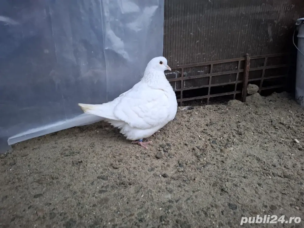 in căutare de casă nouă!