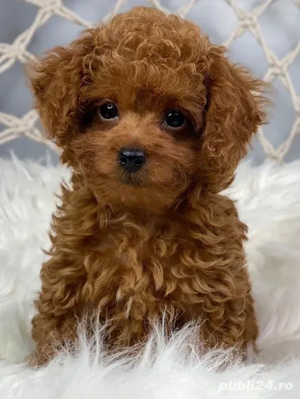 Cumpara legal Caniche Pitic cu Factura-Microcip-Transport Gratuit la Sibiu