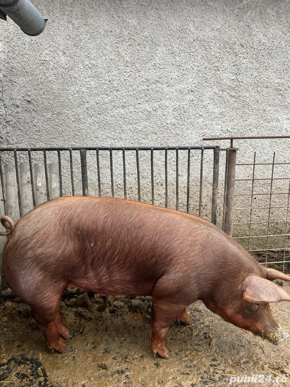 scrofite duroc 
