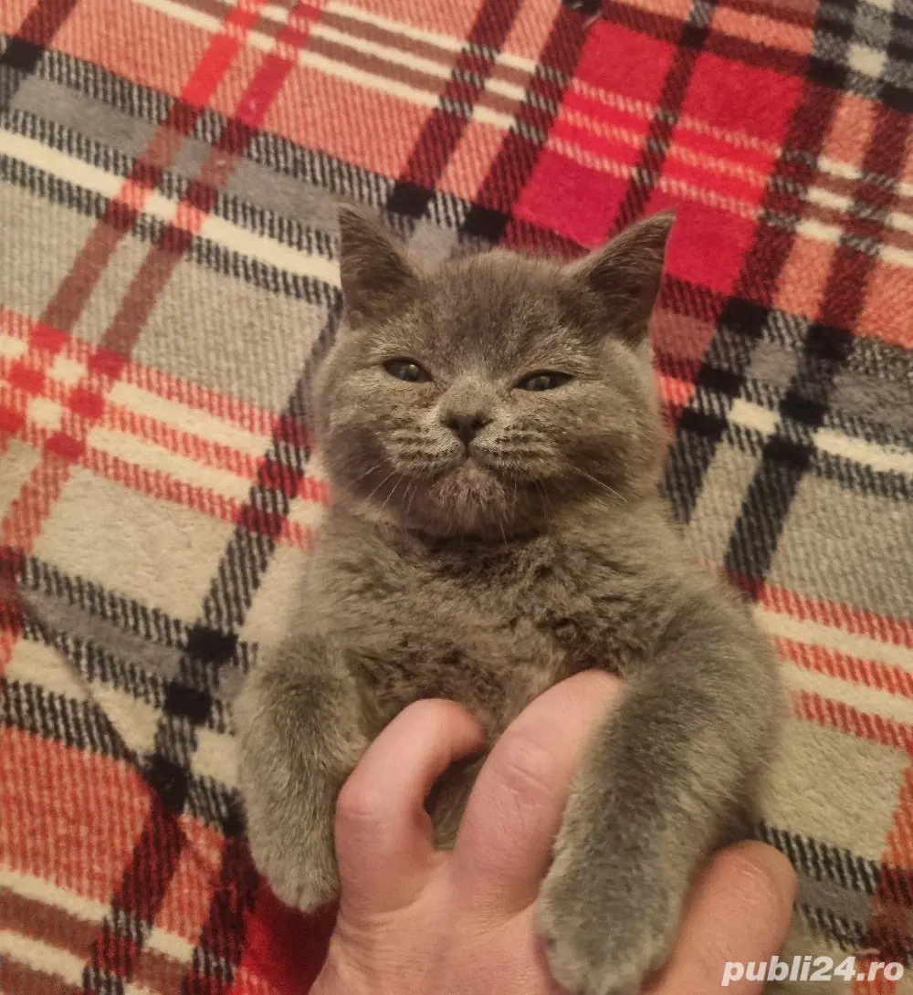Pisoi British Shorthair gri (blue), mascul, 3 luni și jumătate