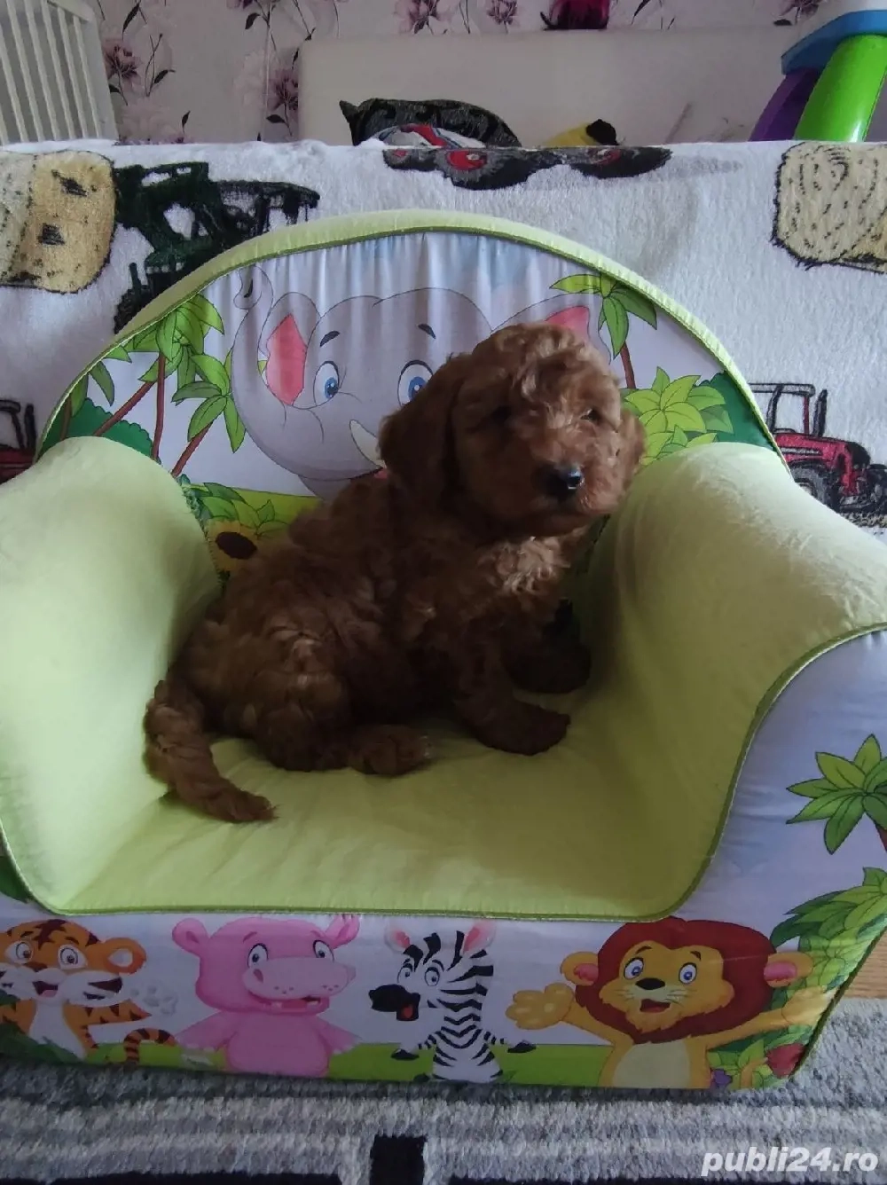 Caniche pitic cu Transport Gratuit la Cluj Napoca, cu Factura,Garantie,Microcip,Inregistrare