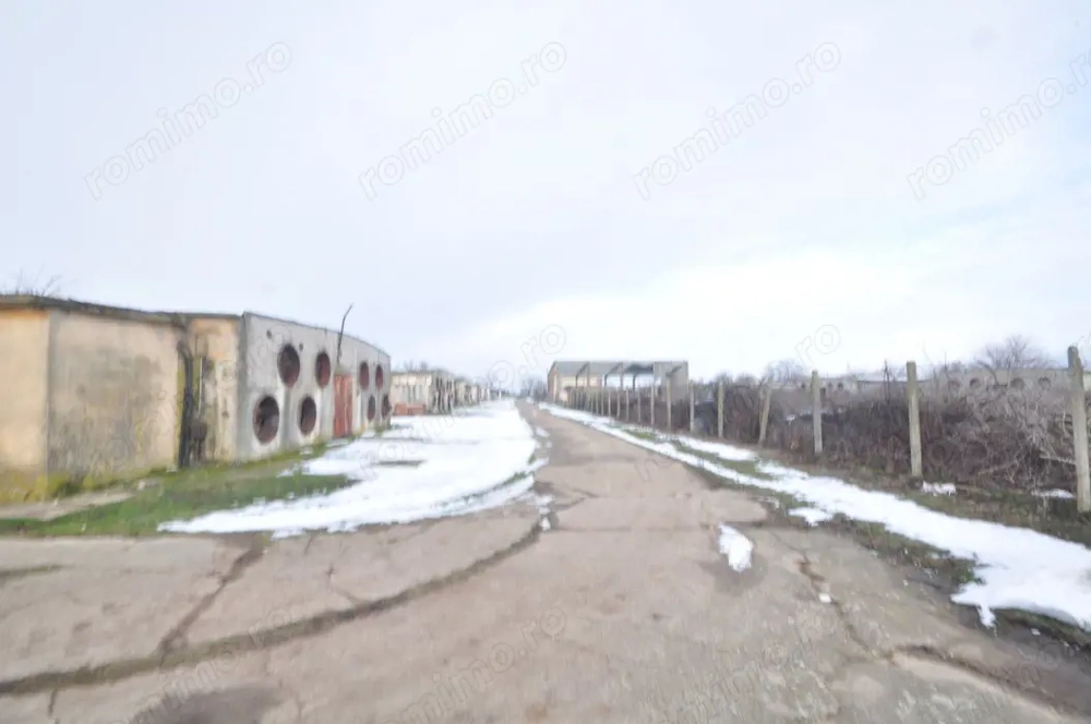 Ferma avicola inchiriere sau vanzare, localitatea Calacea