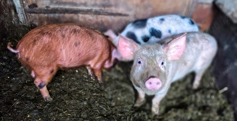 Vieruți și scrofițe. Purcei mici