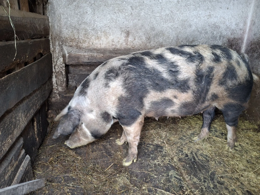 Vand scroafa pentru sacrificat 200kg