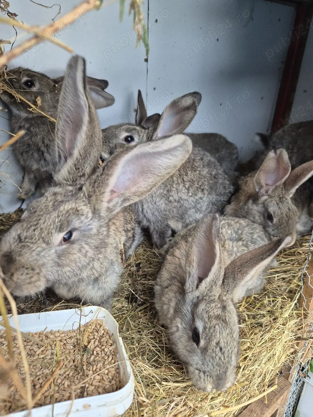 vand 8 iepurasi de rasa