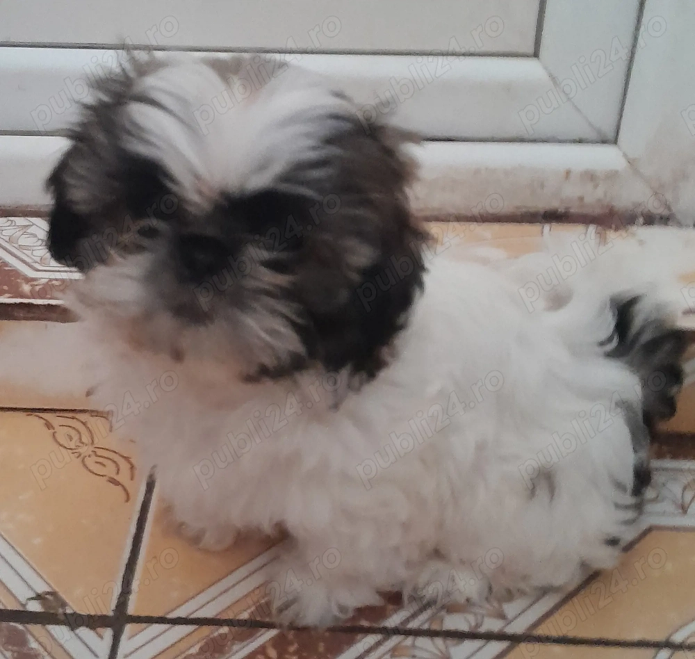 Catelusa,dragalasa,jucăușă și iubitoare!